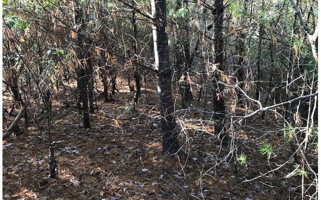 19D&E Braves Landing