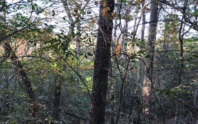 19D&E Braves Landing