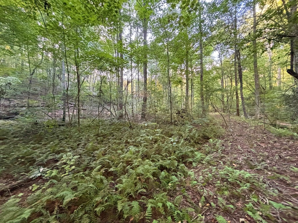 Lot 6 Mt. Springer Road