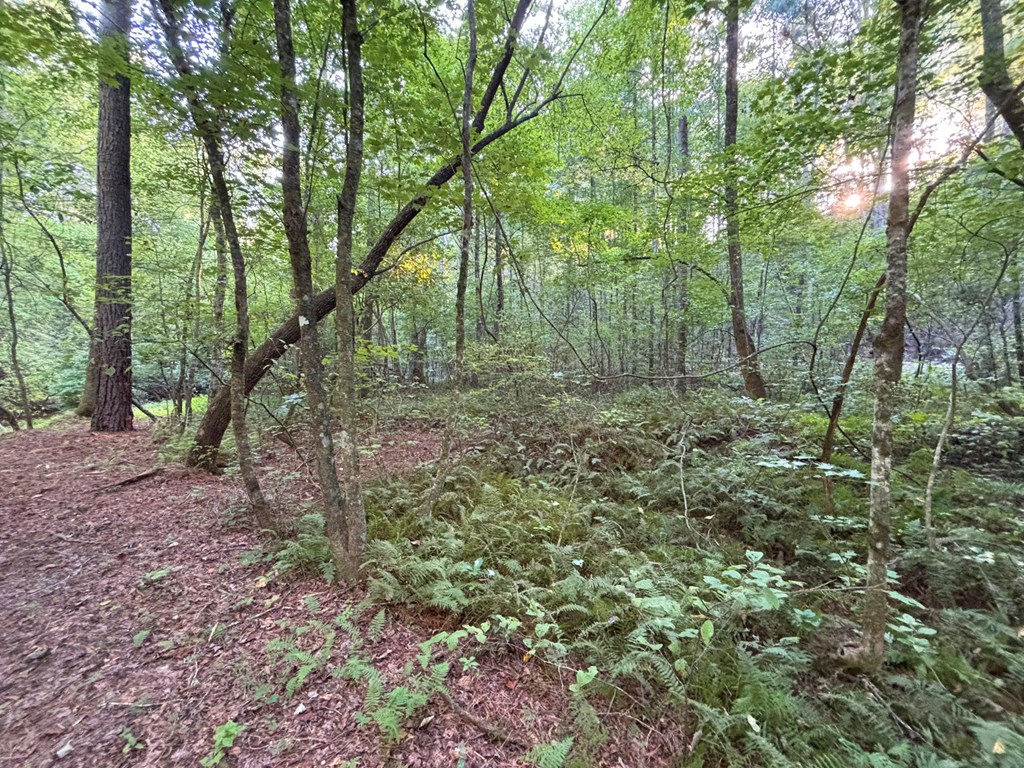 Lot 6 Mt. Springer Road