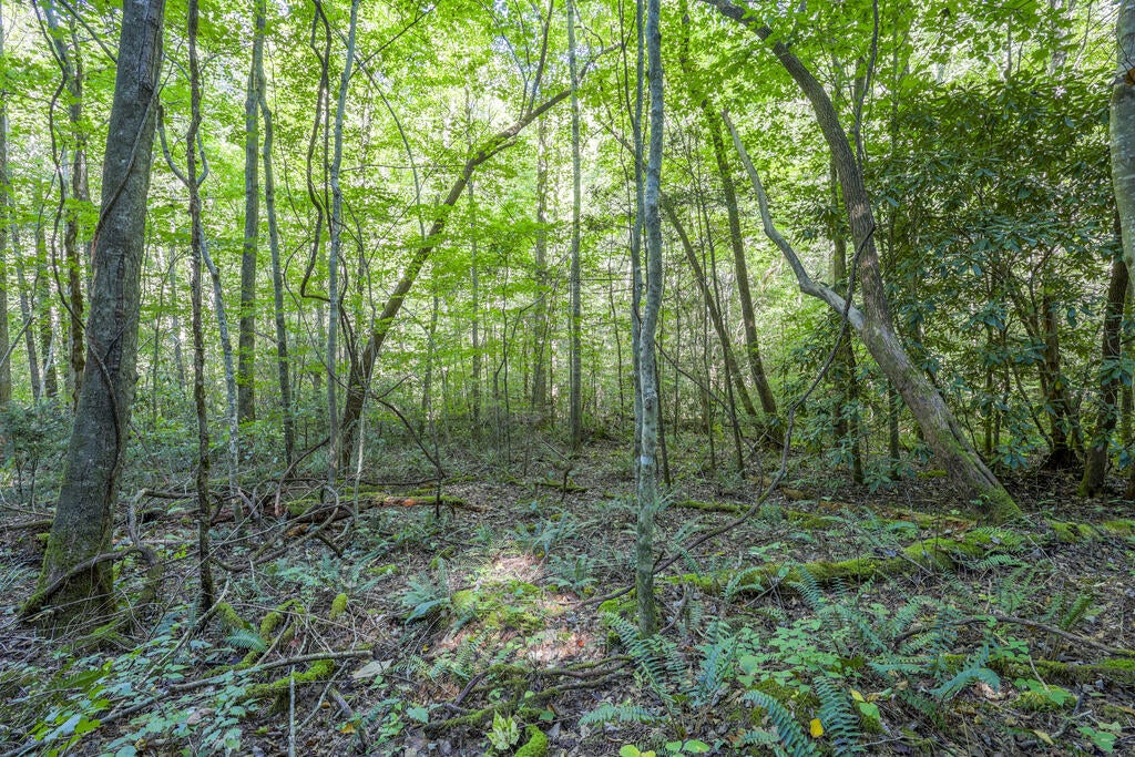 90 AC Tree House Road