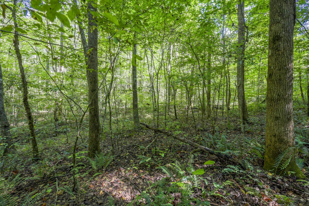 90 AC Tree House Road