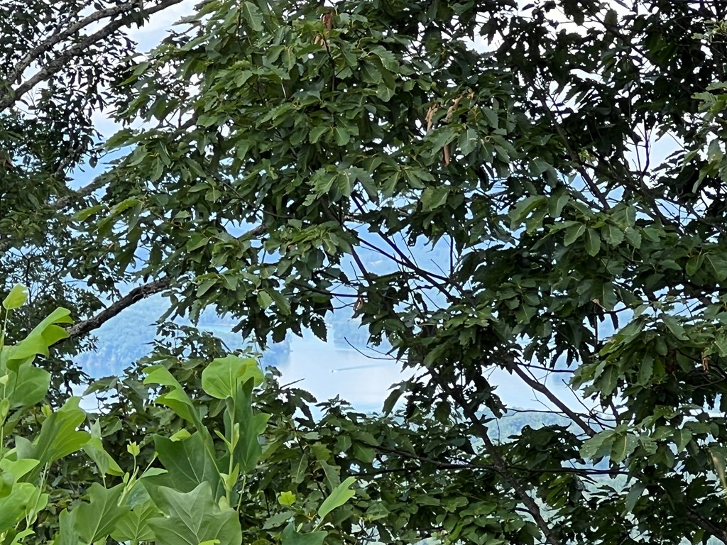 Lot 73M Ridges Overlook