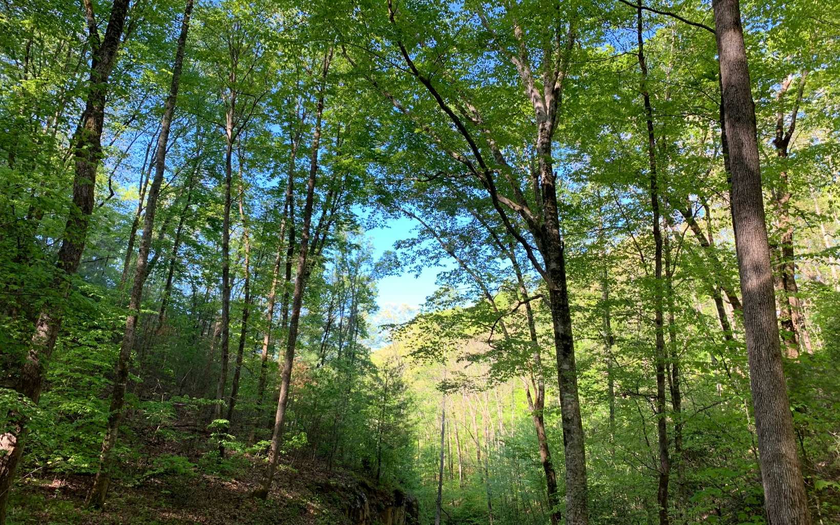 Lot 44 Fires Creek Cove Road