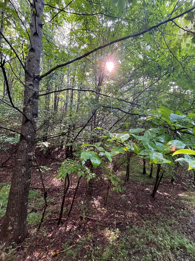 Lot 45AC Ash Branch Circle