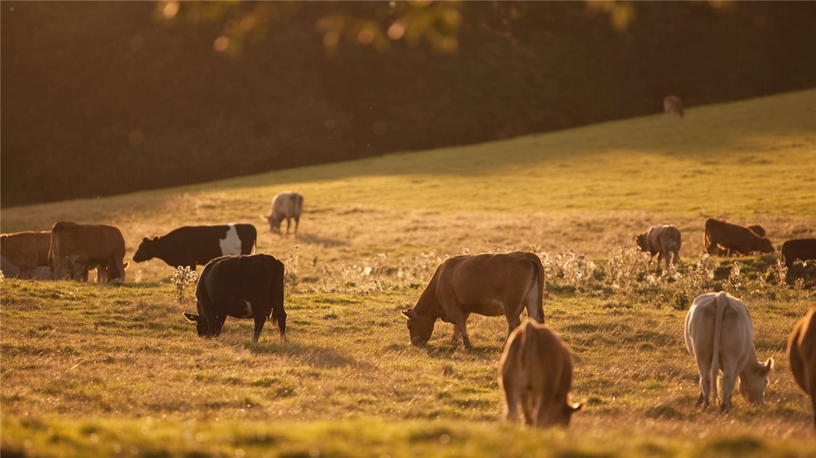 6554 Garhole View Lane