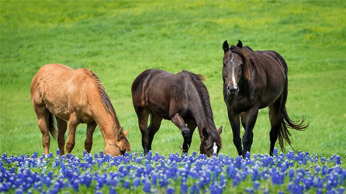 6554 Garhole View Lane