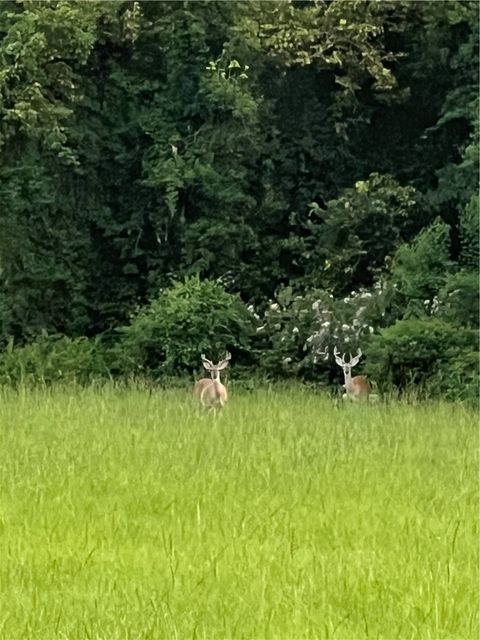 Tiny photo for 17303 Highway 21 W, North Zulch, TX 77872 (MLS # 26004380)