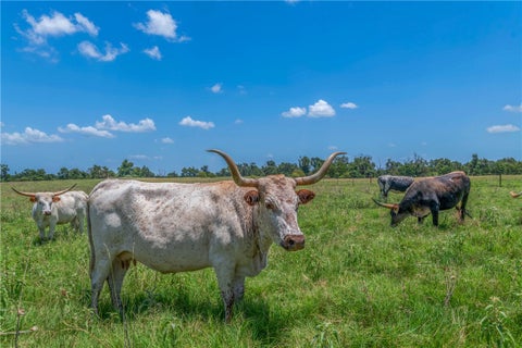 Tiny photo for 798 LCR 703 (+/-163 ac.), Kosse, TX 76653 (MLS # 26012547)