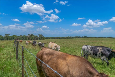 Tiny photo for 798 LCR 703 (+/-163 ac.), Kosse, TX 76653 (MLS # 26012547)
