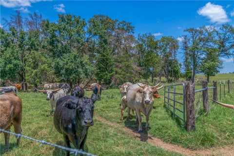 Tiny photo for 798 LCR 703 (+/-163 ac.), Kosse, TX 76653 (MLS # 26012547)