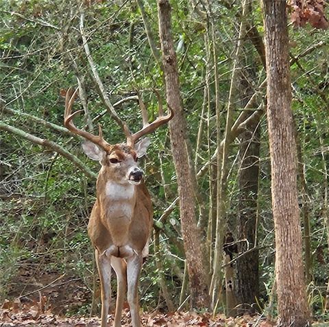 Tiny photo for 1007 Falcon Circle, College Station, TX 77845 (MLS # 26001078)