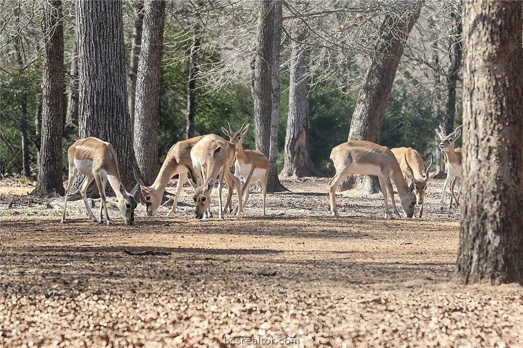 Photo of 3190 FM 1361, Somerville, TX 77879 (MLS # 26001658)