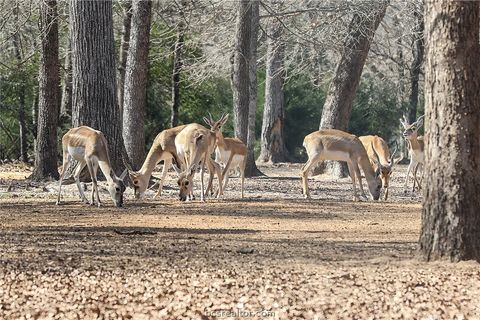 Tiny photo for 3190 FM 1361, Somerville, TX 77879 (MLS # 26001658)