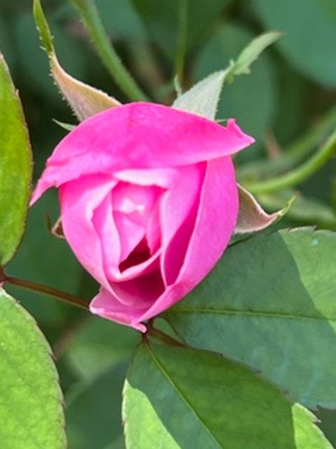 Tiny photo for 607 W Fox Street, Caldwell, TX 77836 (MLS # 26004528)