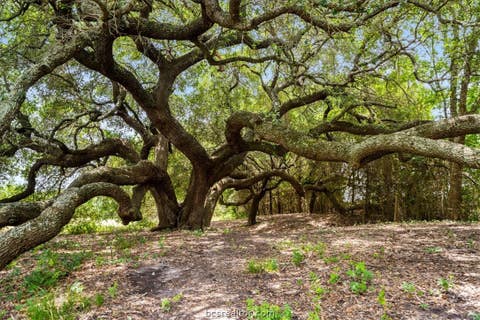 Tiny photo for 8233 Quebe Road, Brenham, TX 77833 (MLS # 26009702)