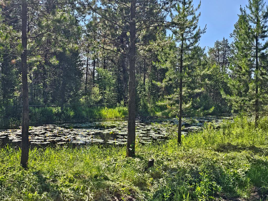 The lagoon behind the house.