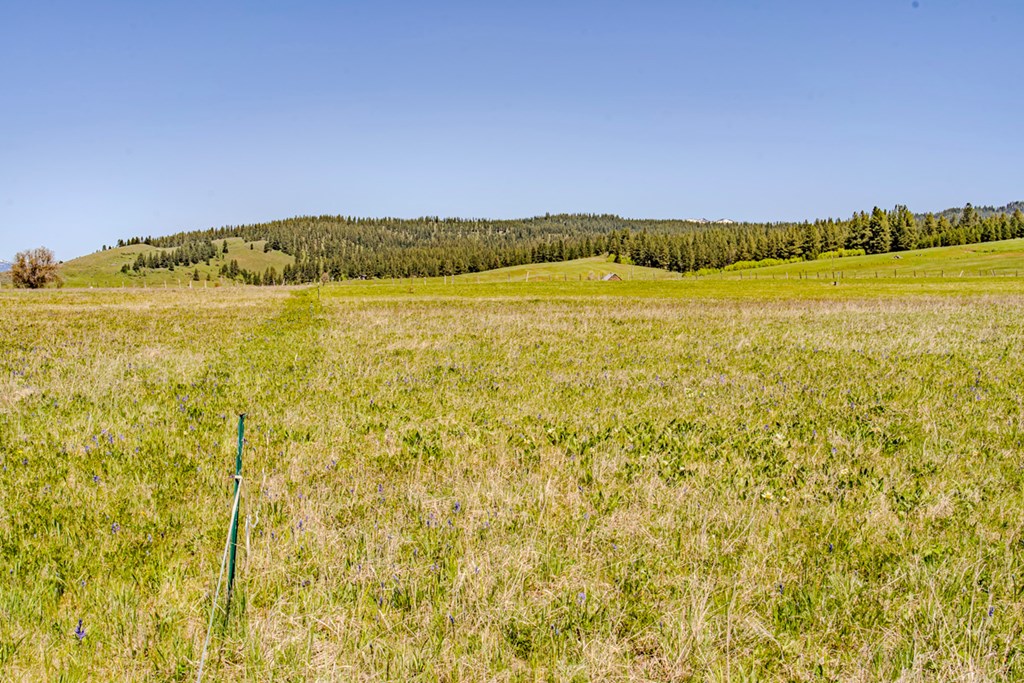 Wildflowers and Wilderness
