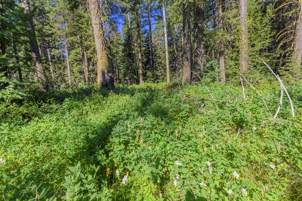 Gorgeous Forest