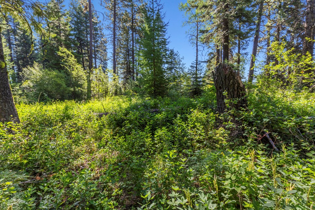 Gentle Slope Lot