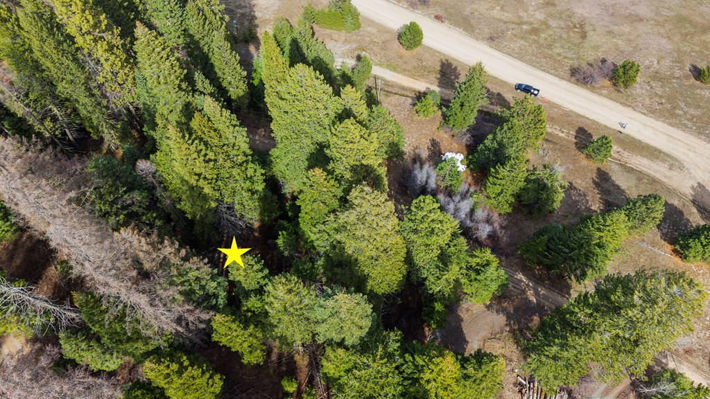 Lots of Mature Trees