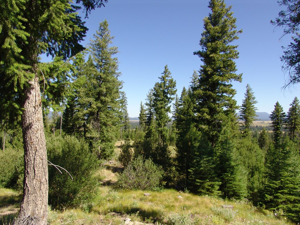 Wooded With Mature Timber