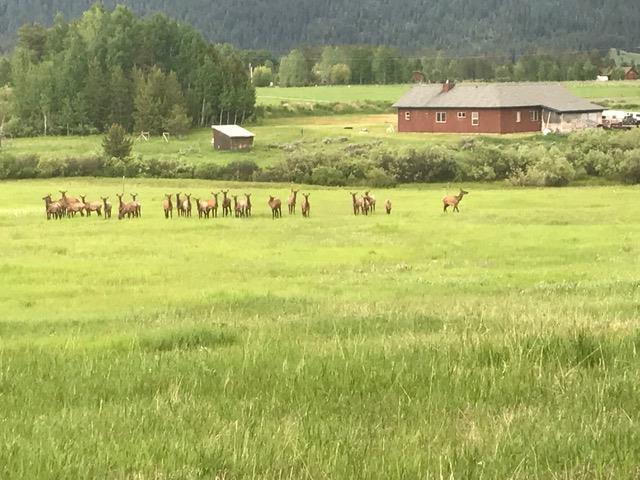 elk