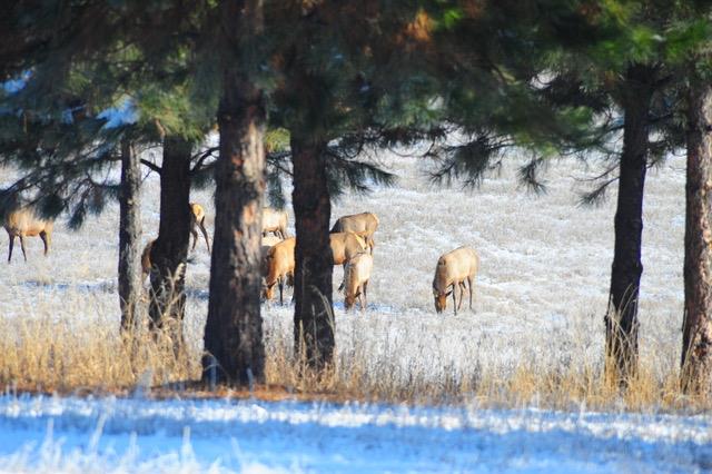 elk visit