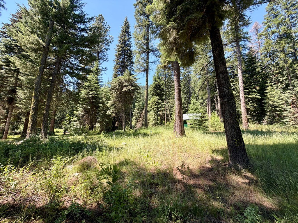 Nicely Wooded