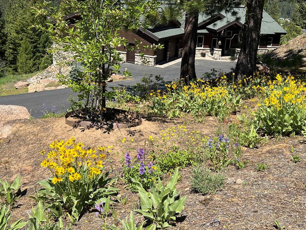 Spring time beautiful wild flowers