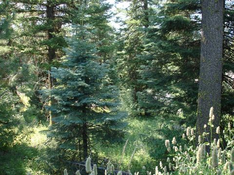 Unimproved Land in McCall ID Lot 68 Aspen Ridge Lane.jpg