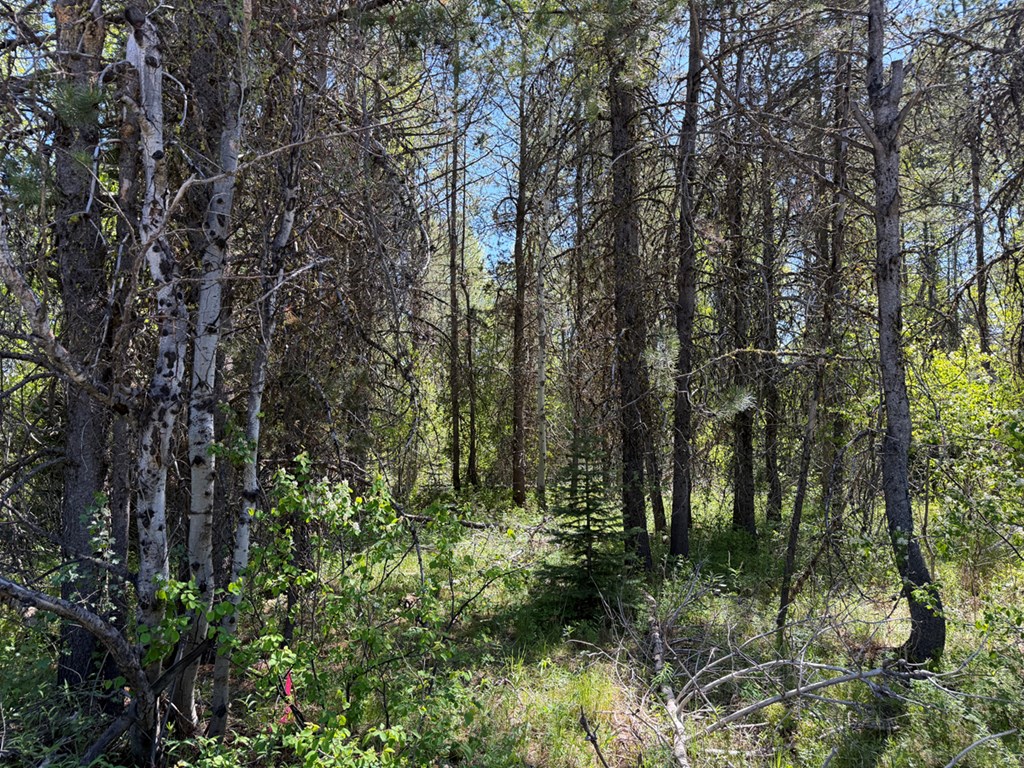 Wooded Lot