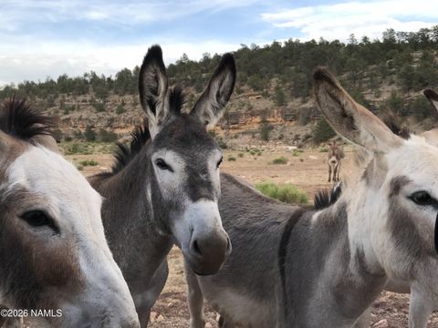 Photo of Williams, AZ 86046 (MLS # 204008)