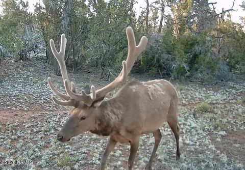 Photo of Williams, AZ 86046 (MLS # 203043)