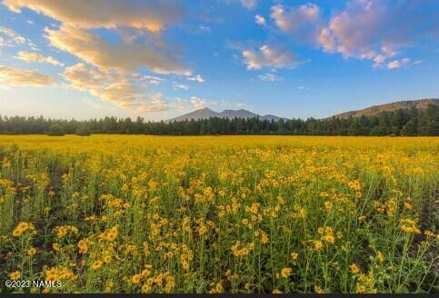 7050B MORONI DR # 1, FLAGSTAFF, AZ 86001 - Image f5db84d48a88043dbcd6b4e6930b14a4/3960536773