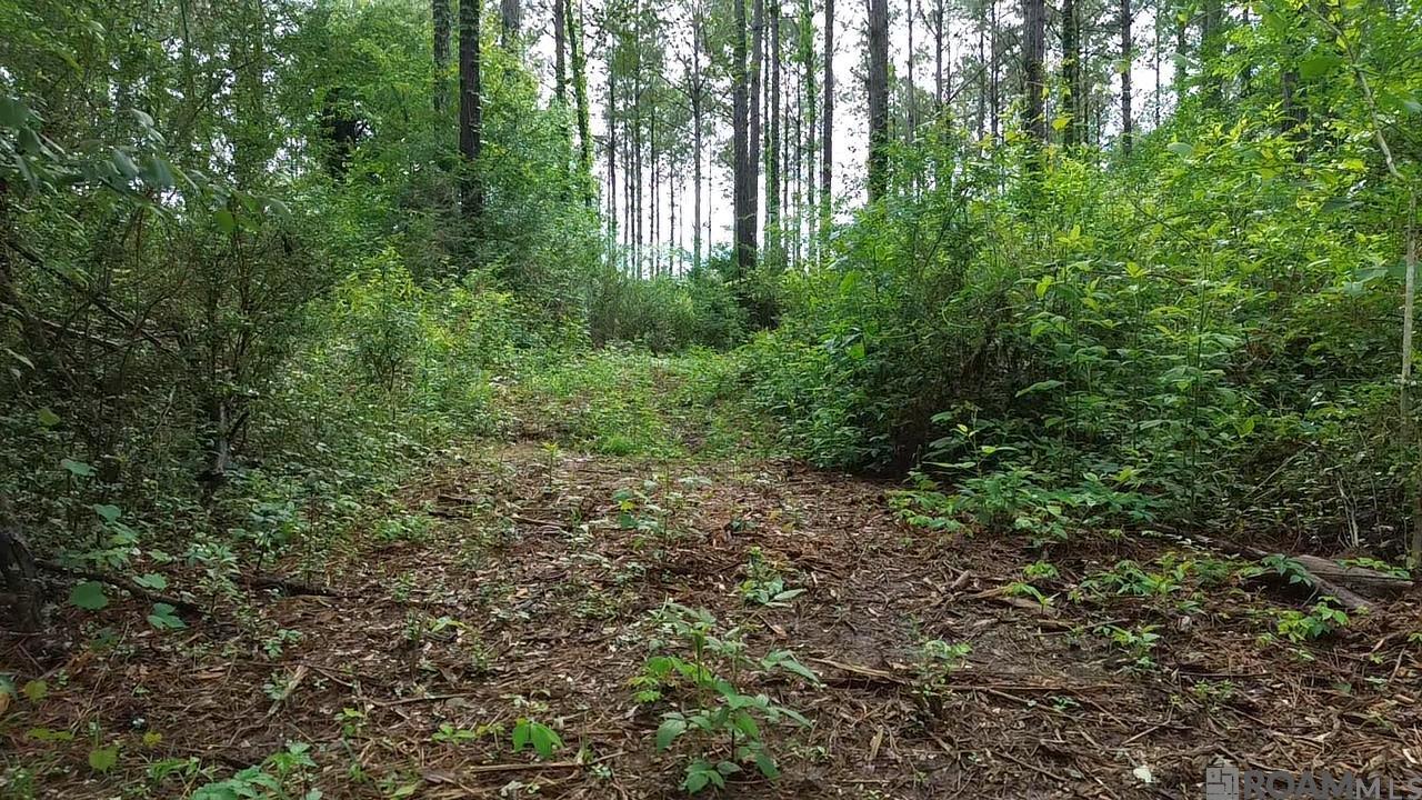 Tract B Monroe Stevens Rd, Kentwood, Louisiana image 6