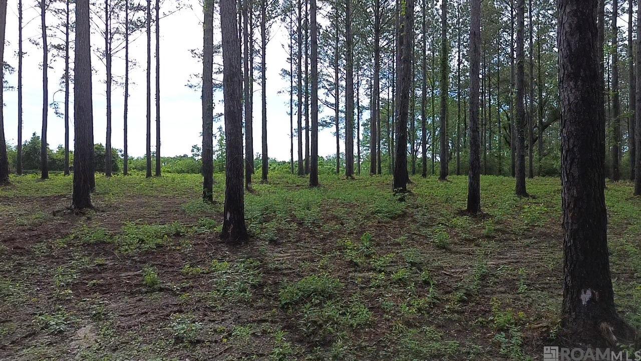Tract B Monroe Stevens Rd, Kentwood, Louisiana image 9