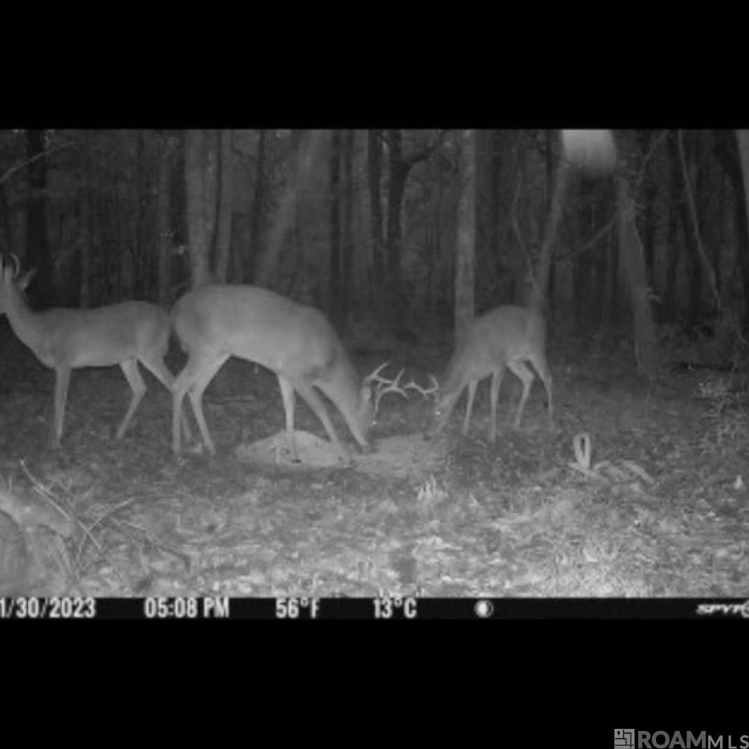 SF-2 La Hwy 16, Denham Springs, Louisiana image 9
