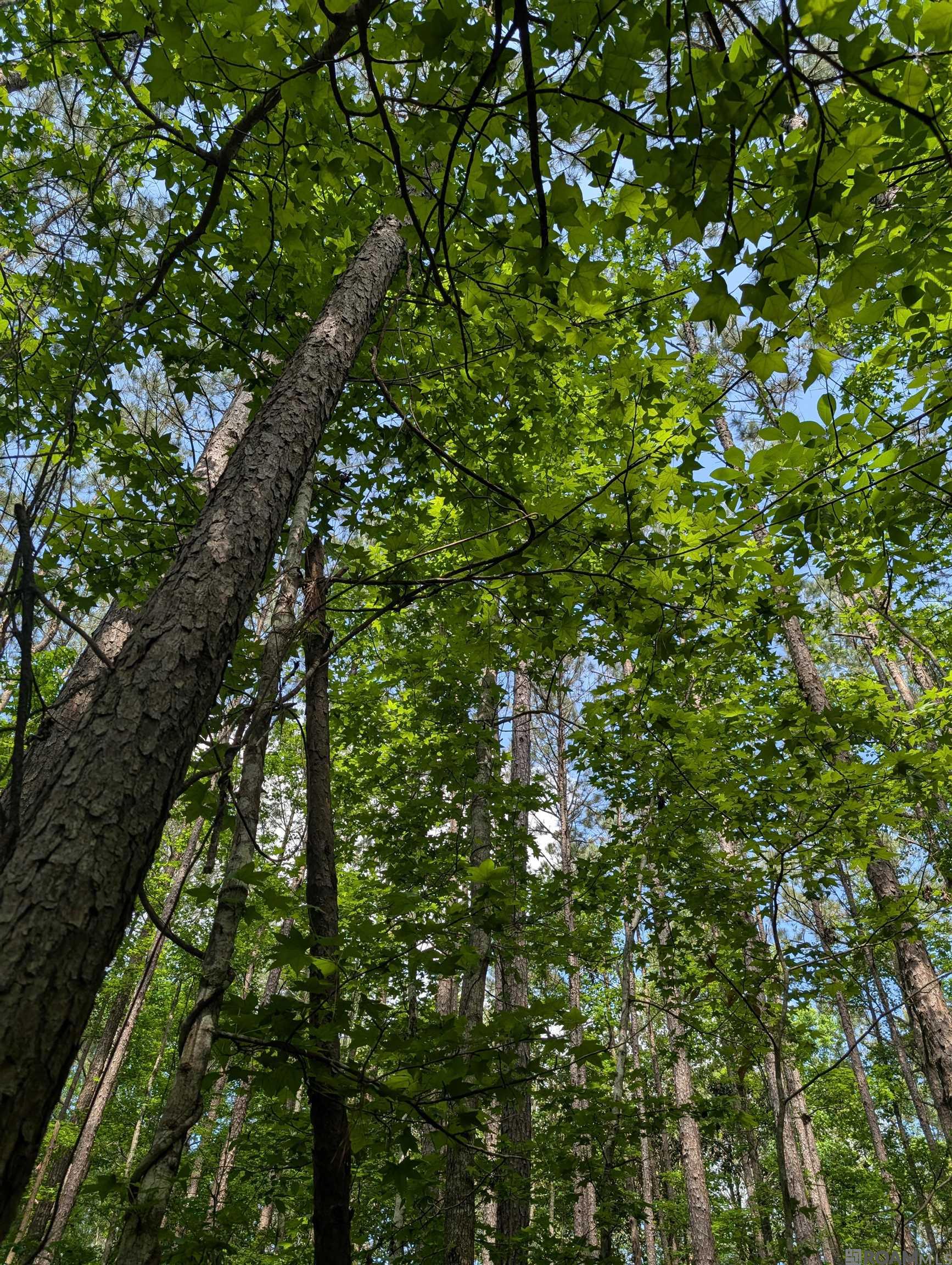 4855 La Hwy 952, Jackson, Louisiana image 33