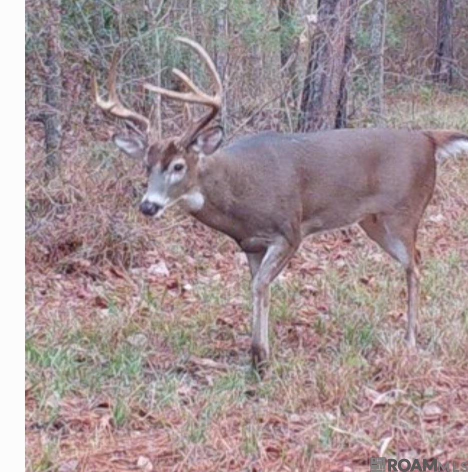 TBD Whitestown Rd, Saint Francisville, Louisiana image 19