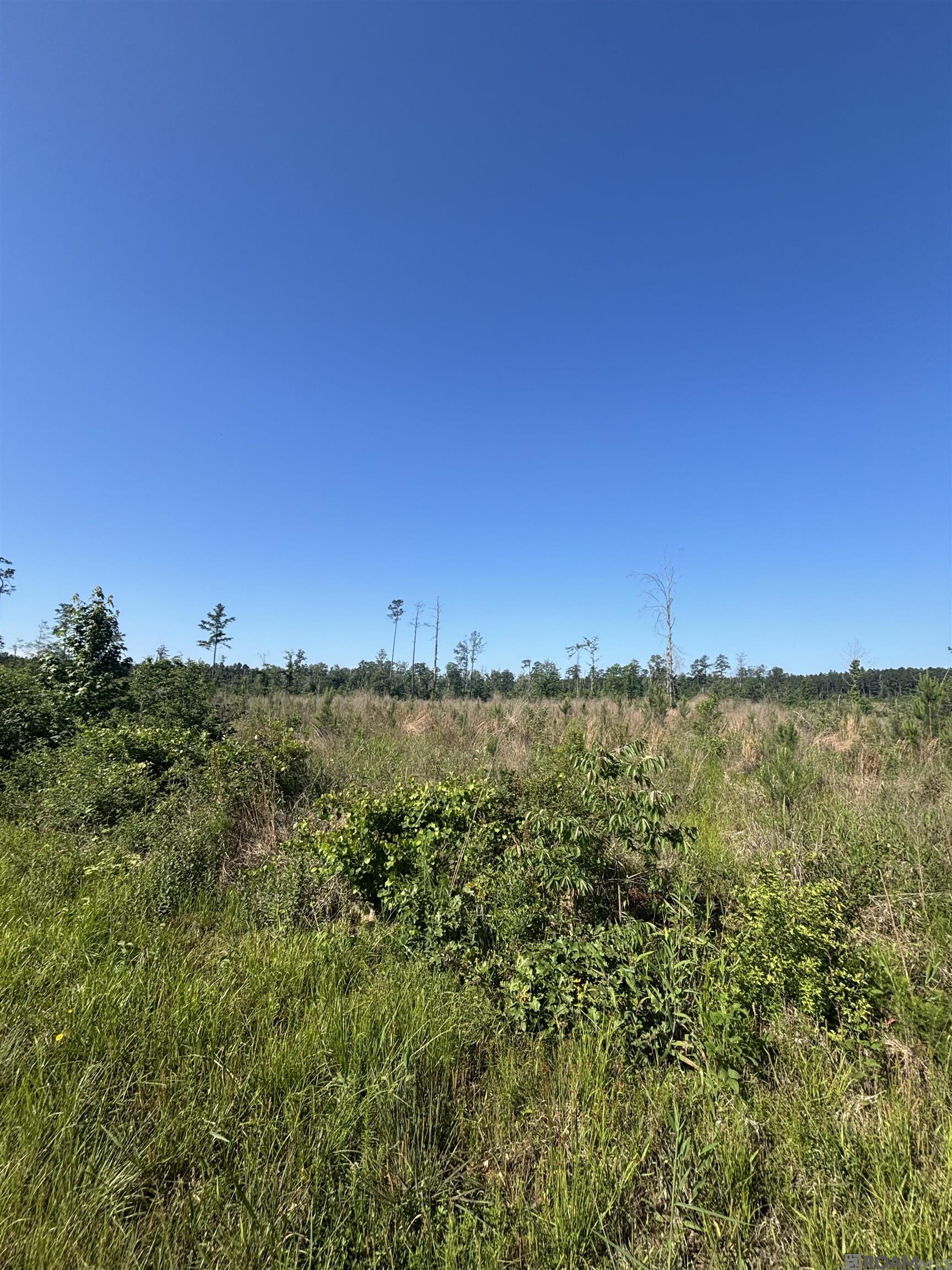 1072 Teal Mcdaniel Rd, Pine Grove, Louisiana image 5