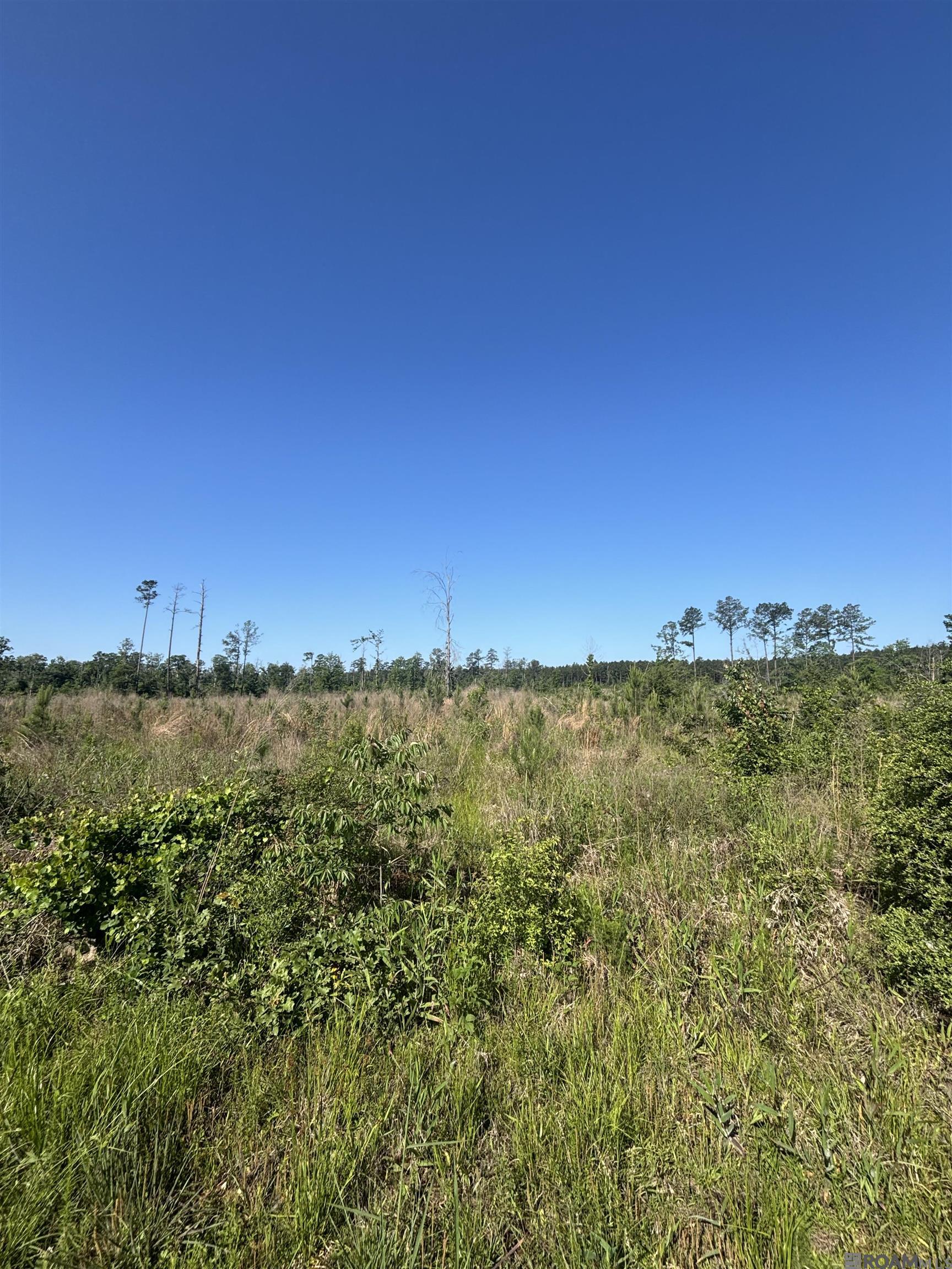 1072 Teal Mcdaniel Rd, Pine Grove, Louisiana image 6