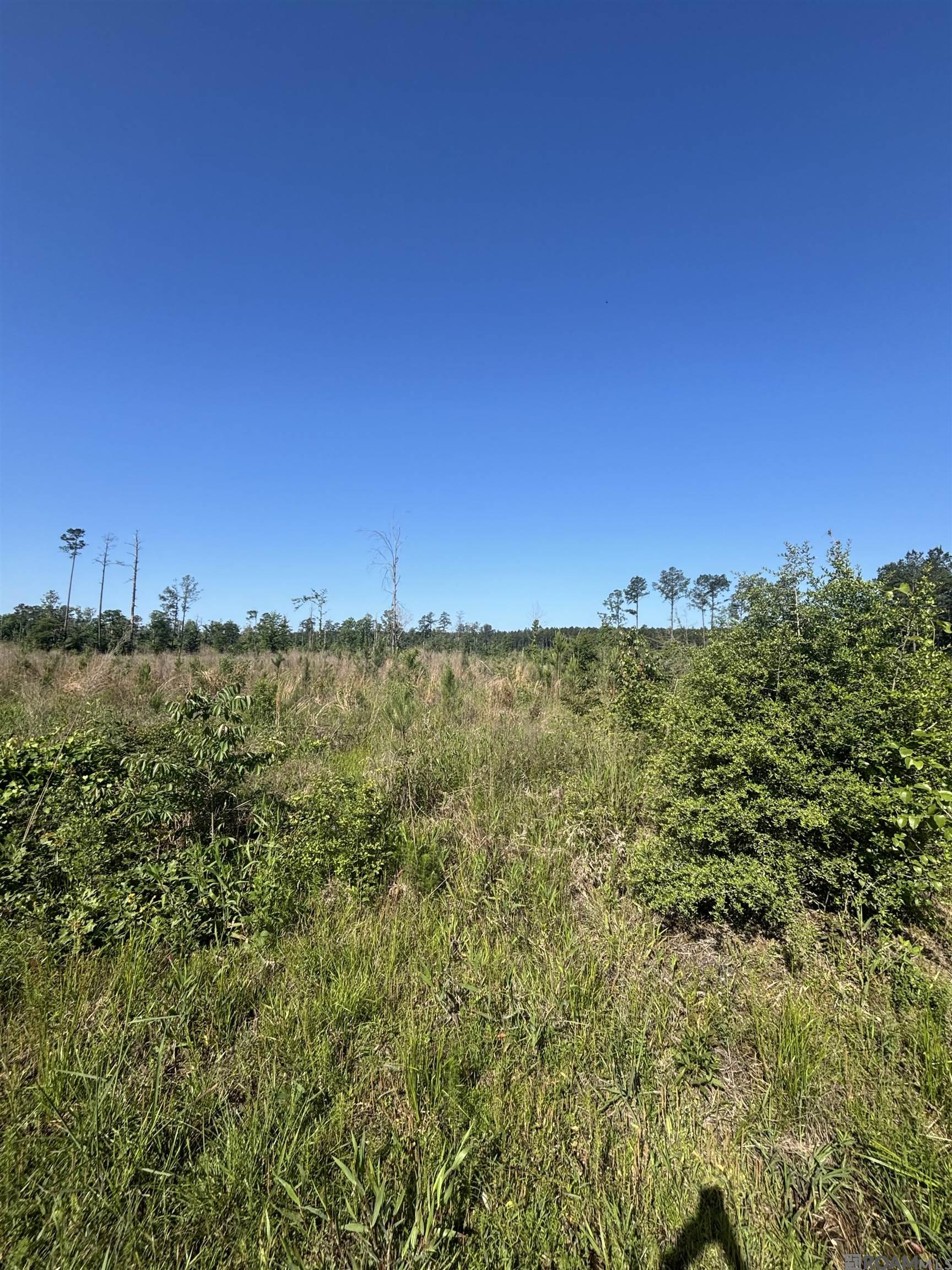 1072 Teal Mcdaniel Rd, Pine Grove, Louisiana image 4