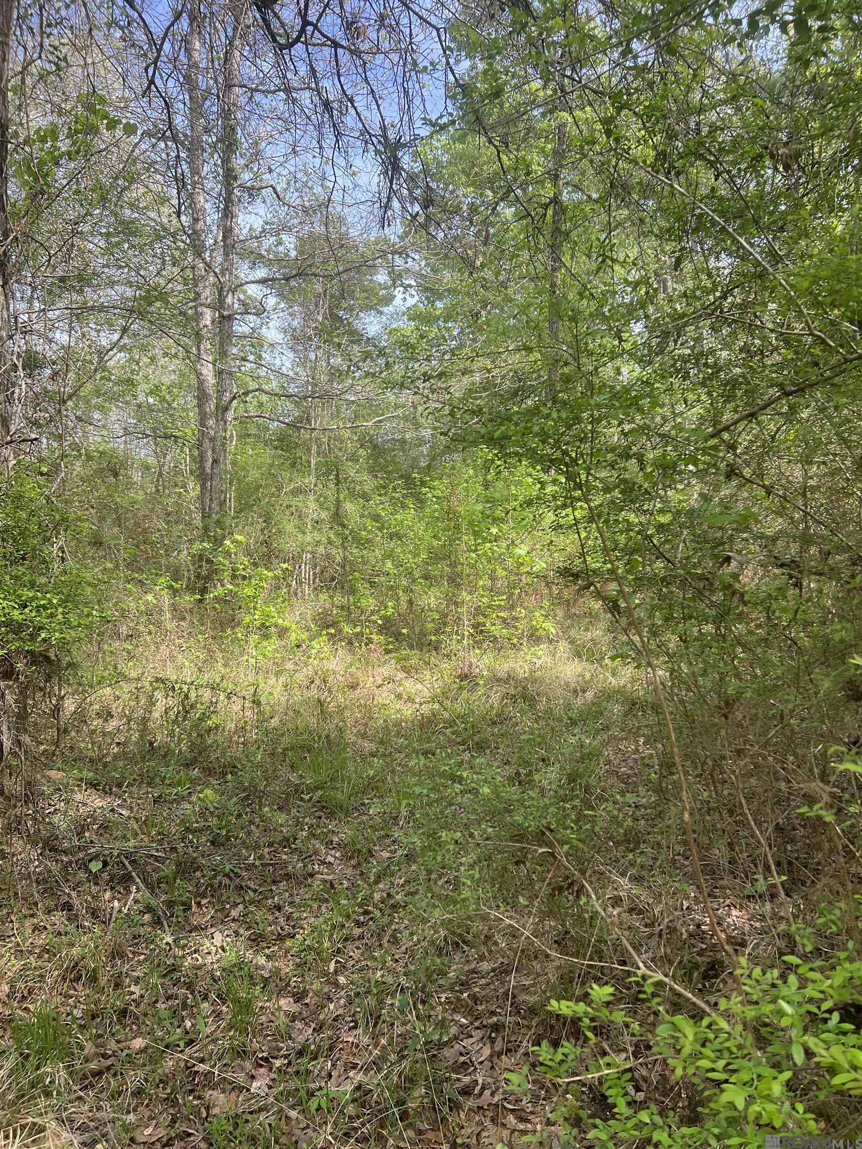 TBD G-2 Idlewild Rd, Clinton, Louisiana image 3