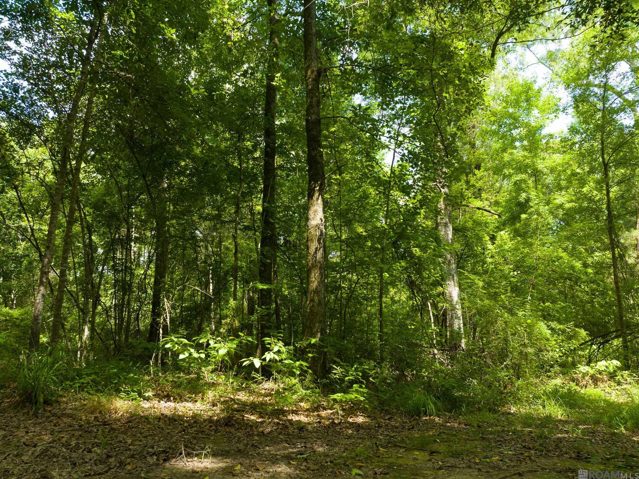 TBD Stirling Rd, Saint Francisville, Louisiana image 6