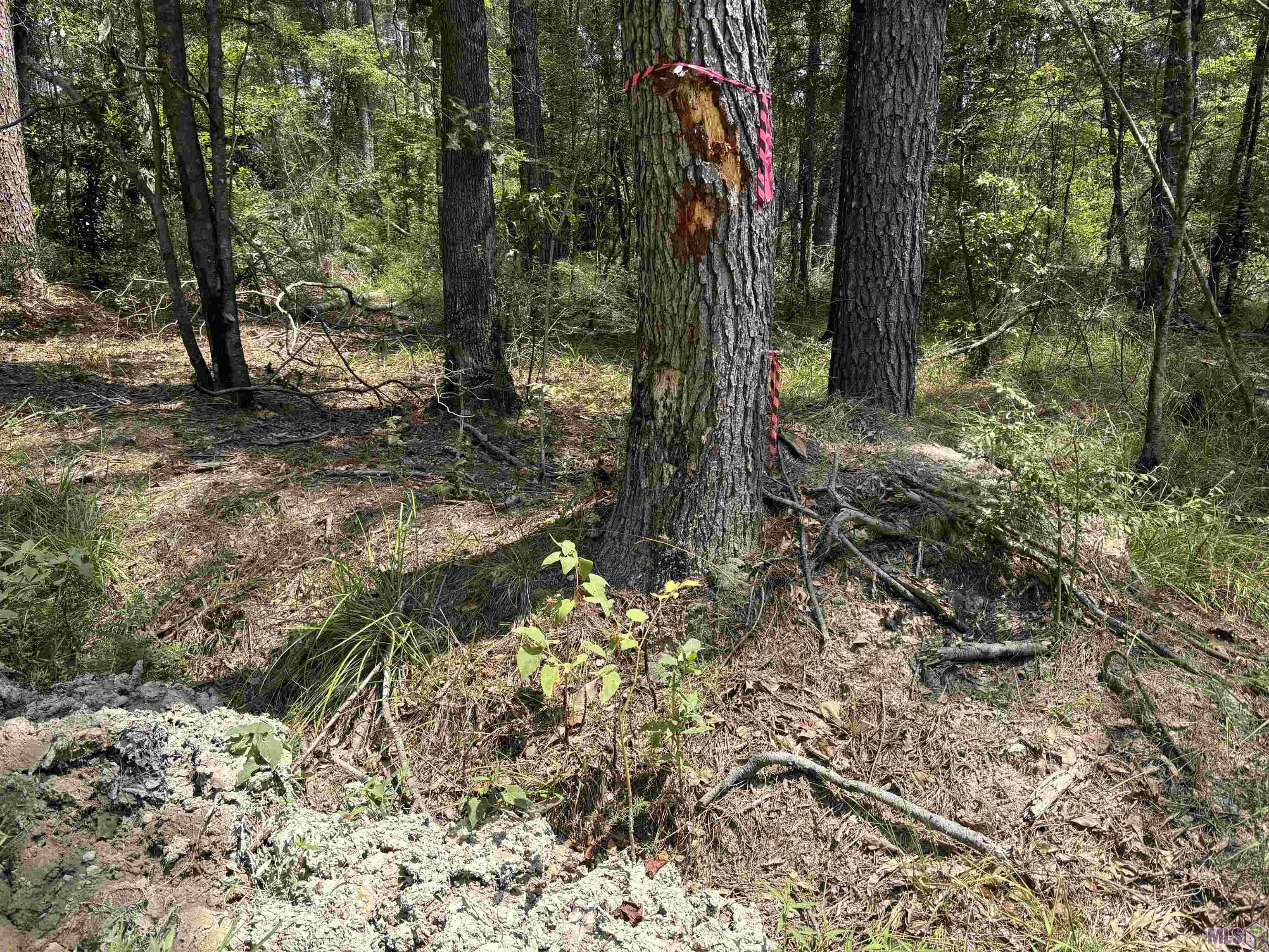 Tract D Westmoreland Ln, Montpelier, Louisiana image 5