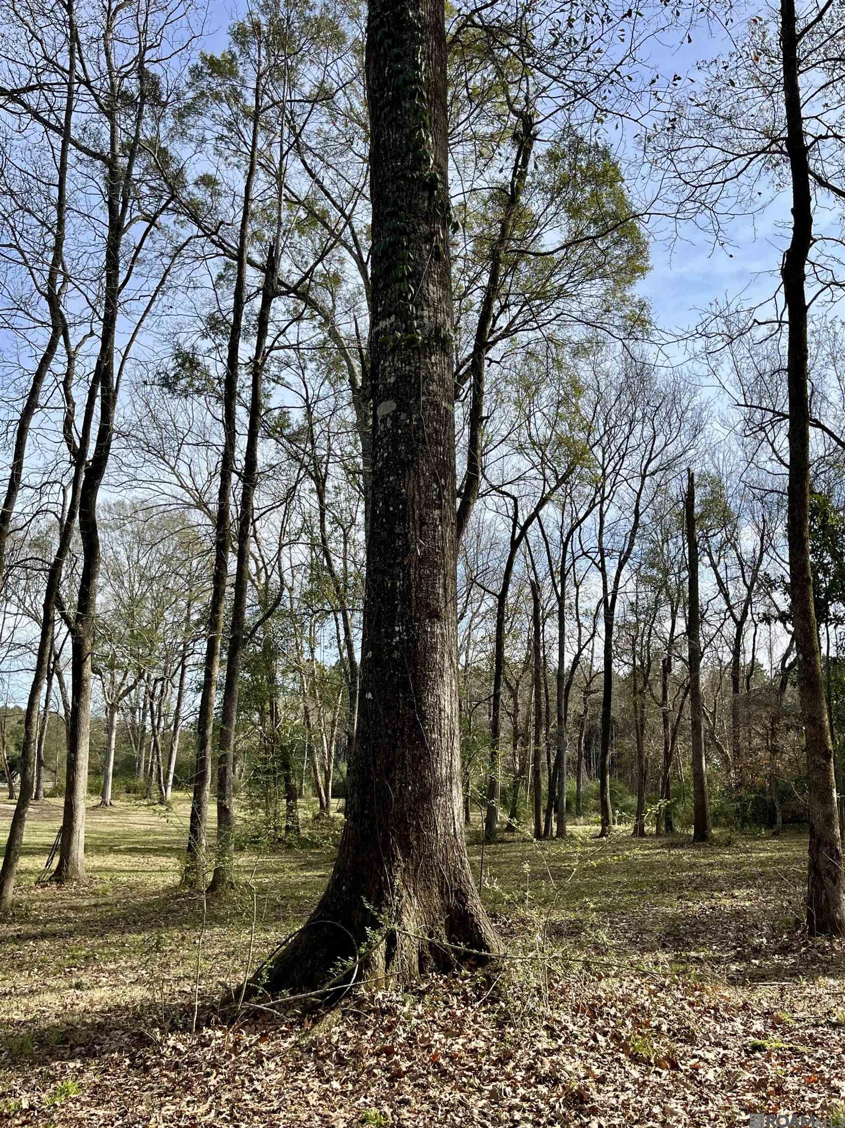6624 Joe Daniel Rd, Saint Francisville, Louisiana image 48