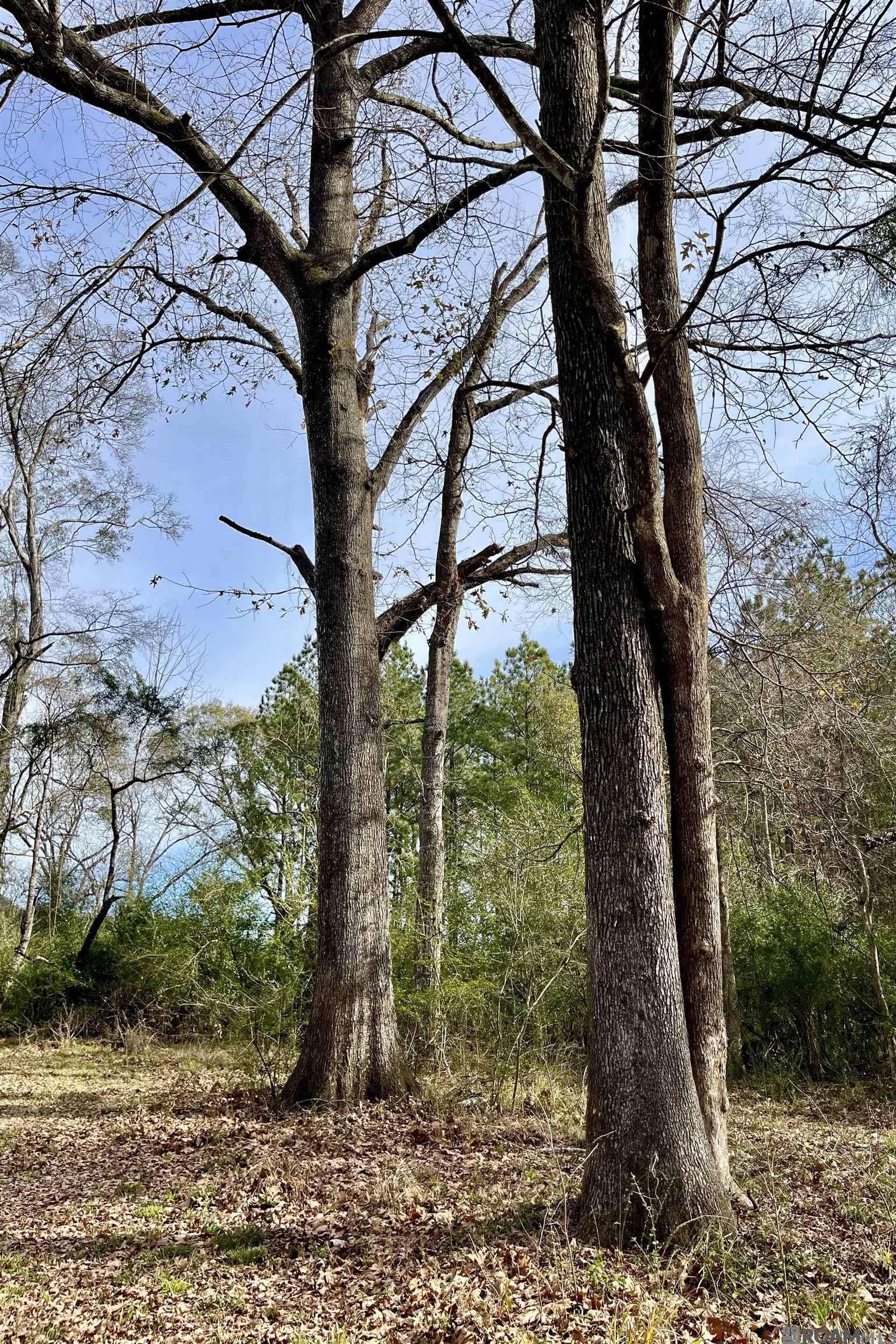 6624 Joe Daniel Rd, Saint Francisville, Louisiana image 38