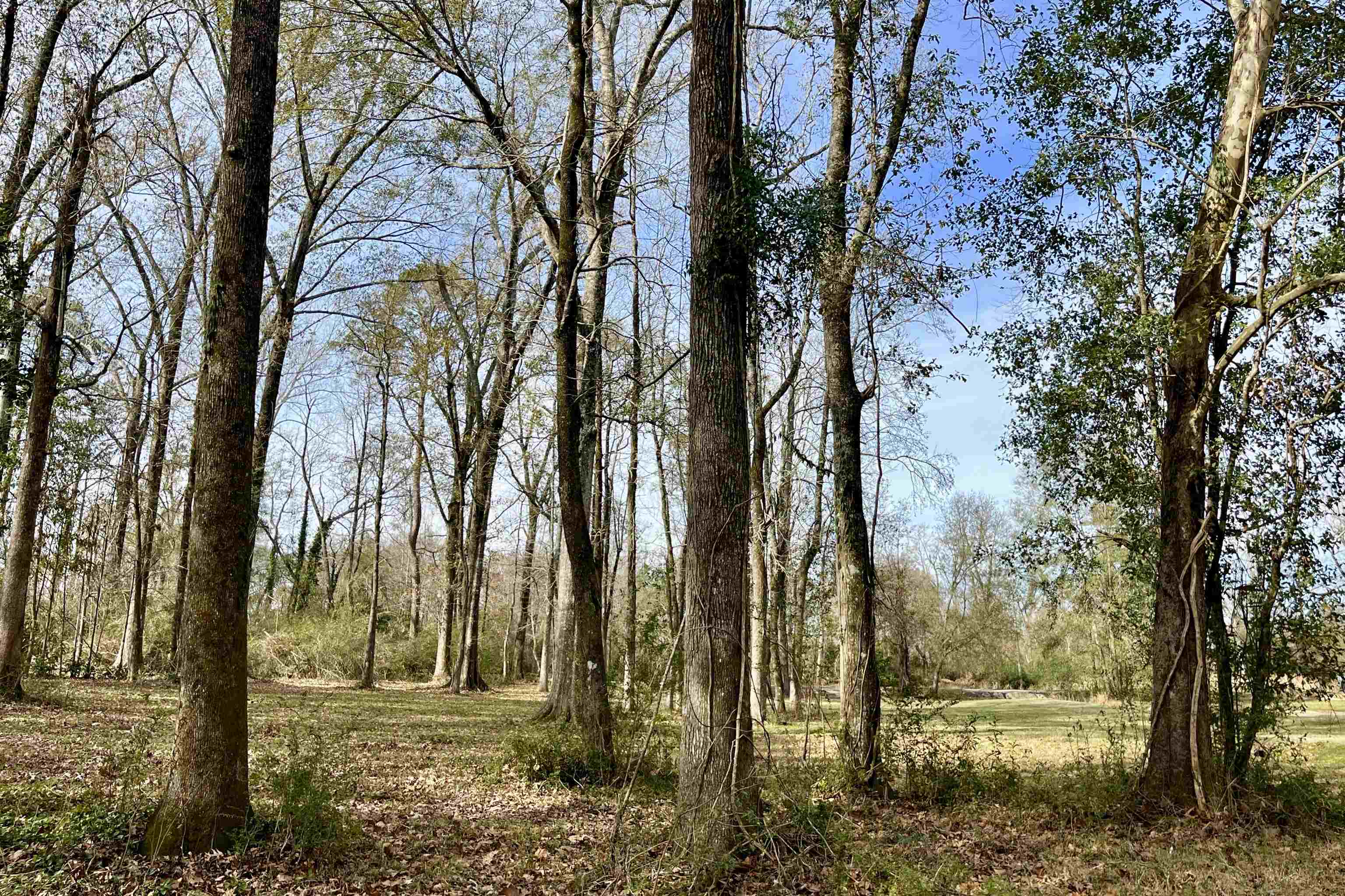 6624 Joe Daniel Rd, Saint Francisville, Louisiana image 28