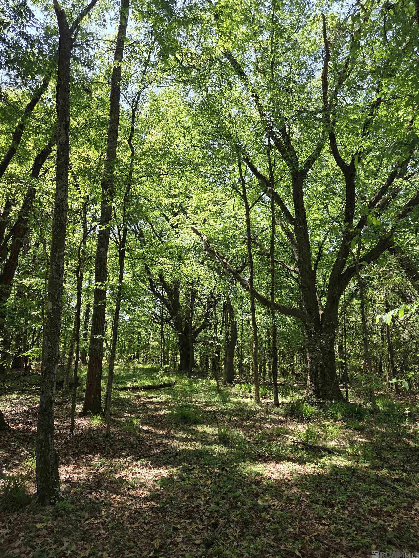 2010 Jackson La Rd, Woodville, Mississippi image 11